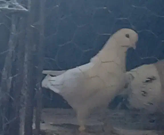 کبوتر گمشده|پرنده|فرخشهر, |دیوار