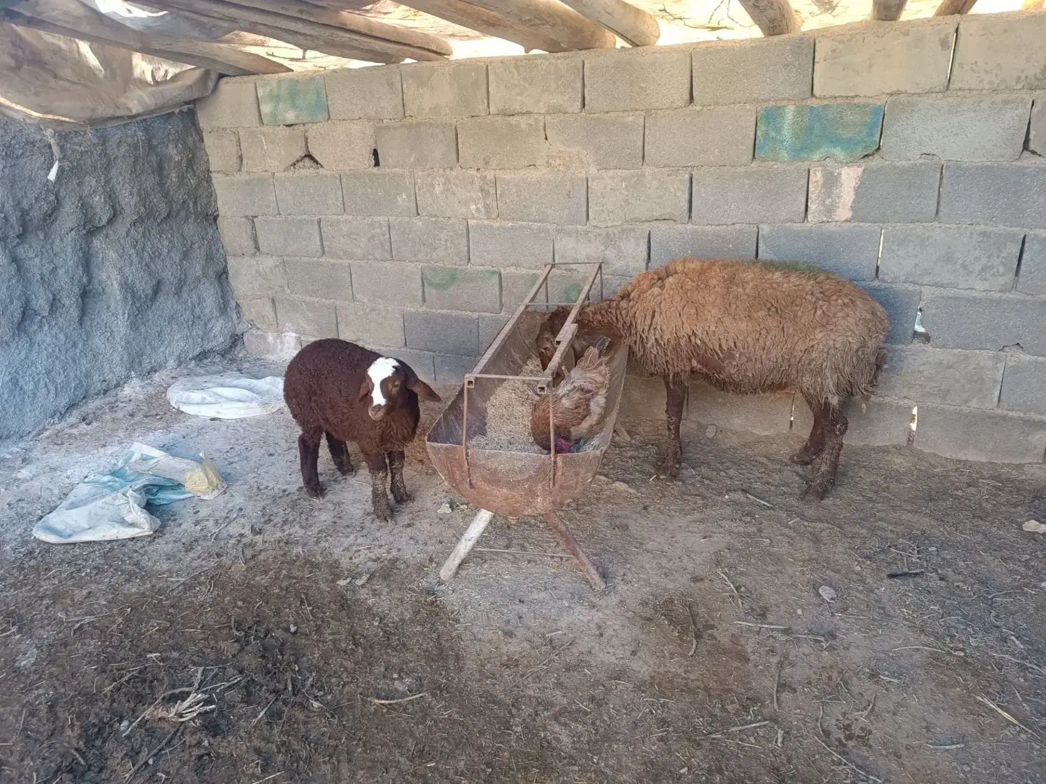 میش وبره|حیوانات مزرعه|مشهد, چهاربرج|دیوار