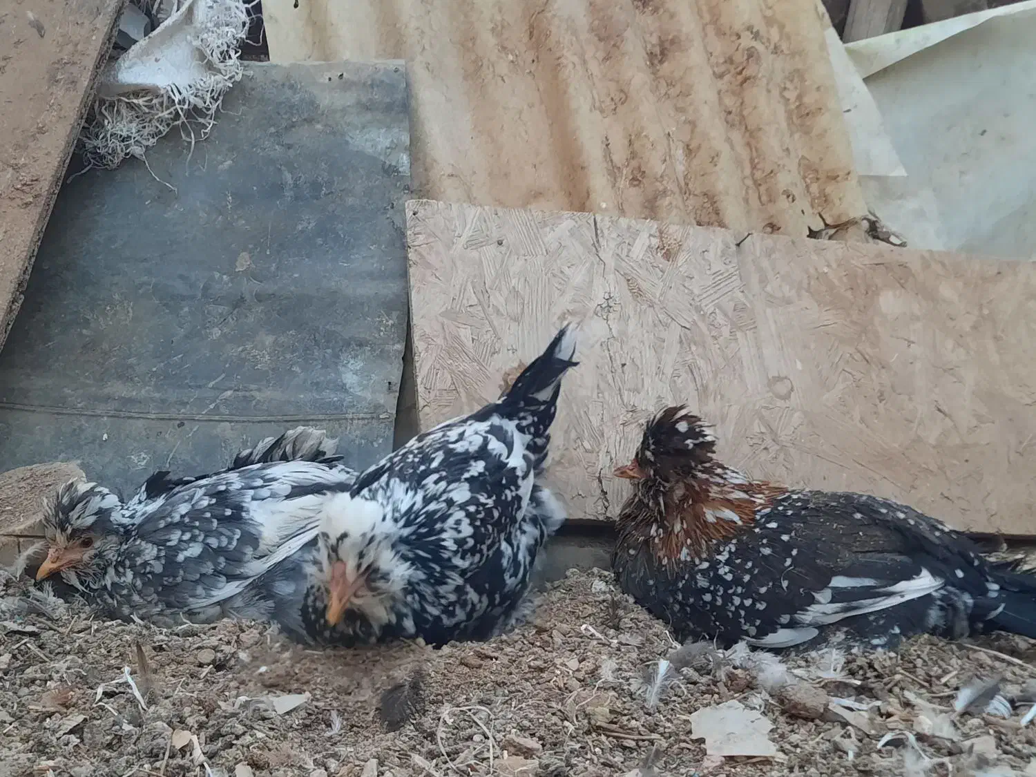 فروش تخم مرغ گلین|حیوانات مزرعه|شهرکرد, |دیوار