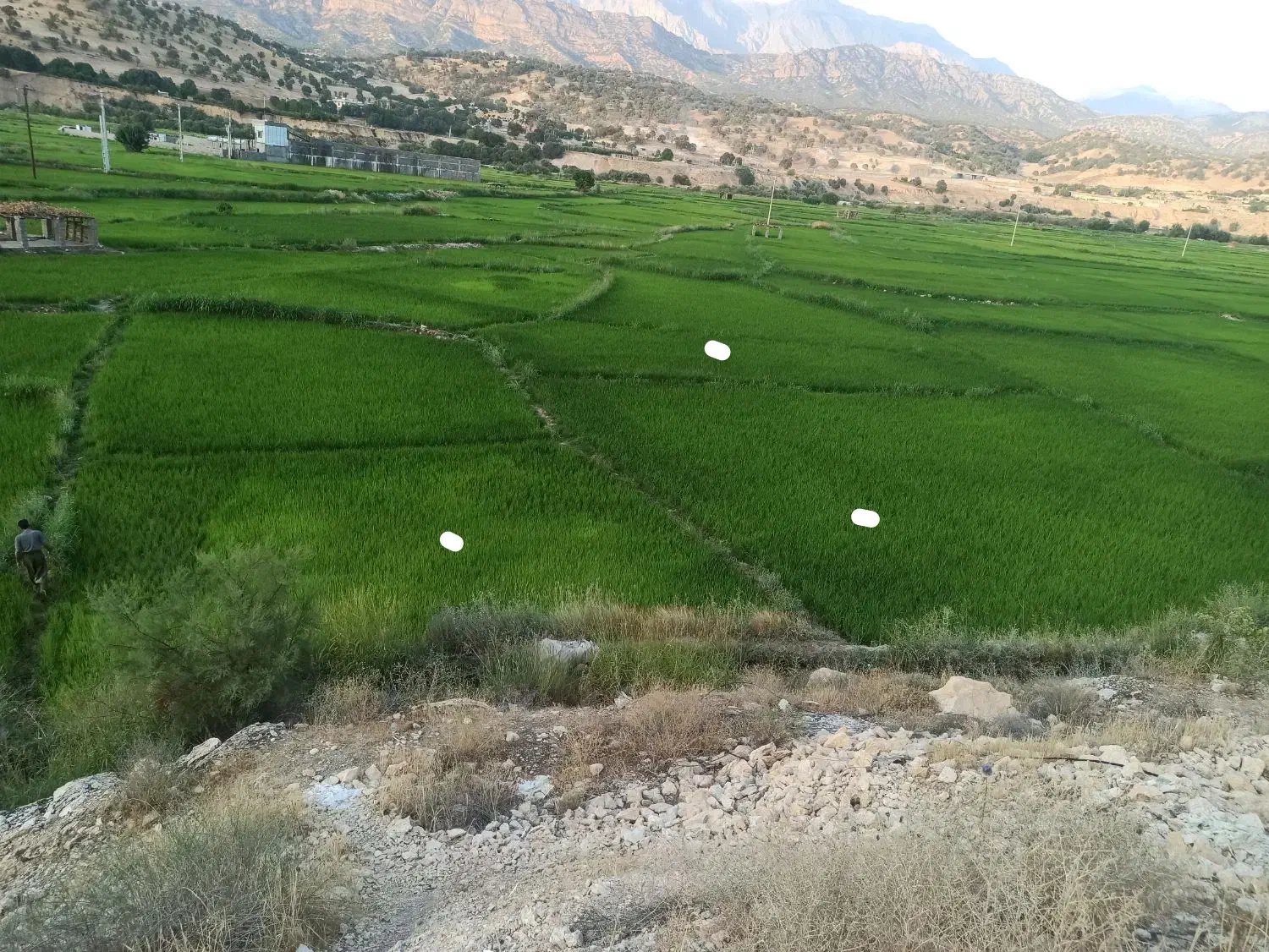 فروش زمین برنج کاری|فروش زمین و ملک کلنگی|چیتاب, |دیوار