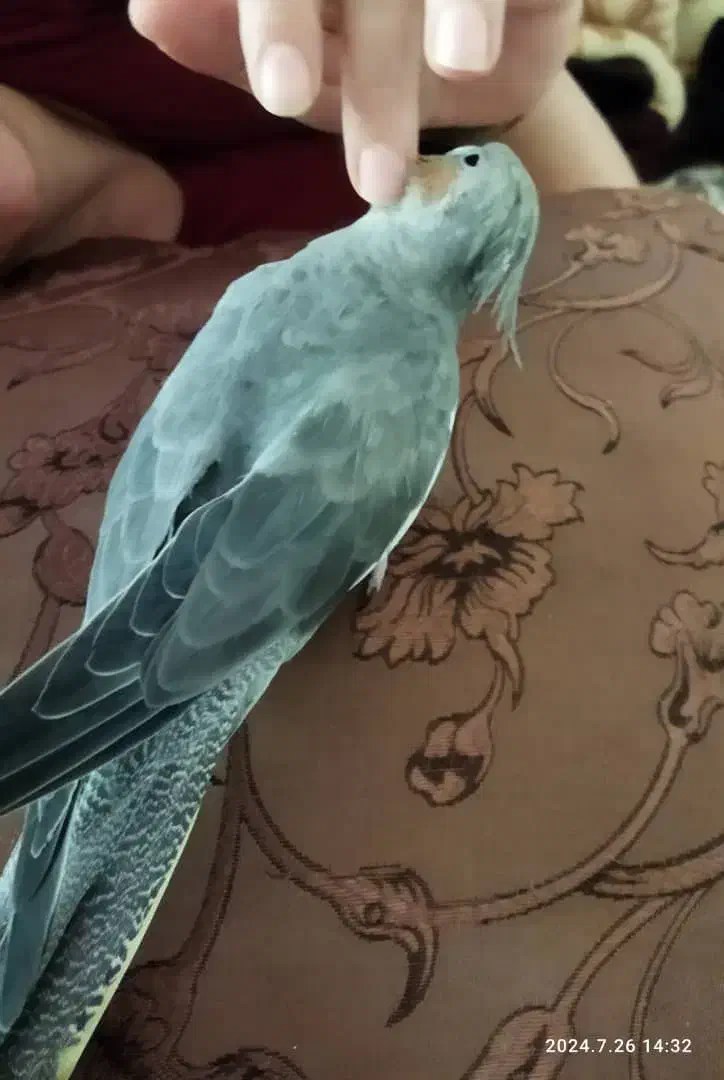 عروس هلندی وطوطی برزیلی|پرنده|زرقان, |دیوار