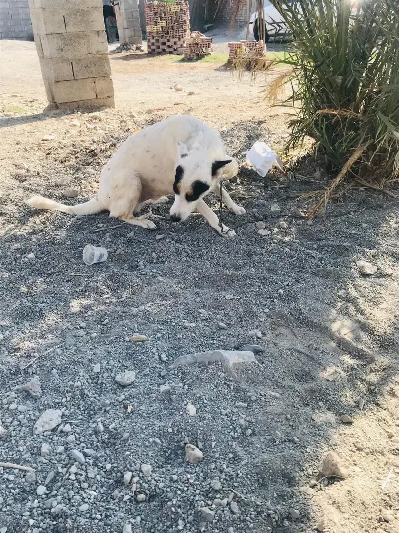 سگ واگذارمیشه|سگ|کهنوج, |دیوار