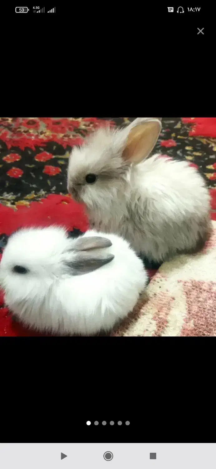 خرگوش لوپ|موش و خرگوش|سبزوار, جوادیه شرقی|دیوار