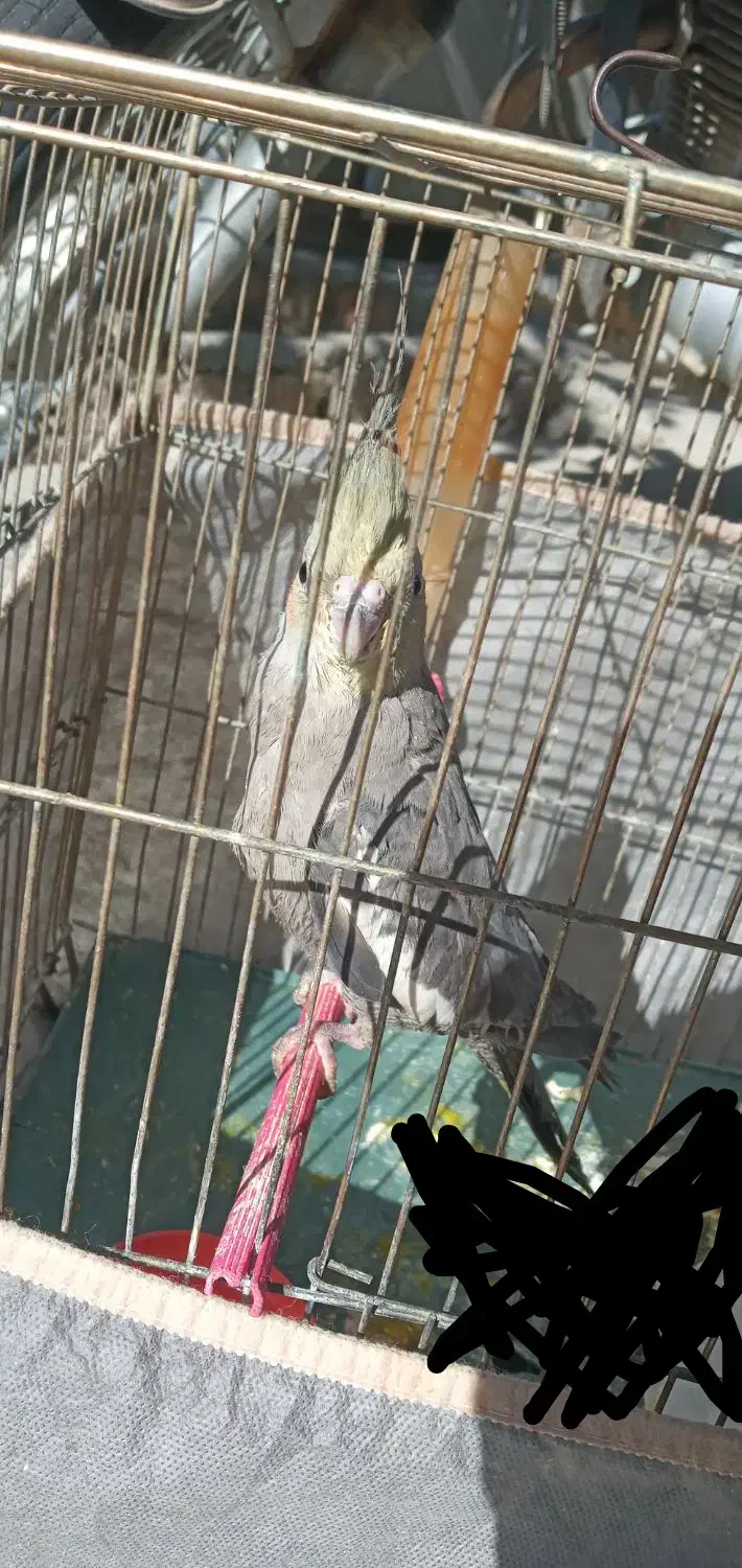 عروس هلندی زیبا و جوان|پرنده|سنقر, |دیوار