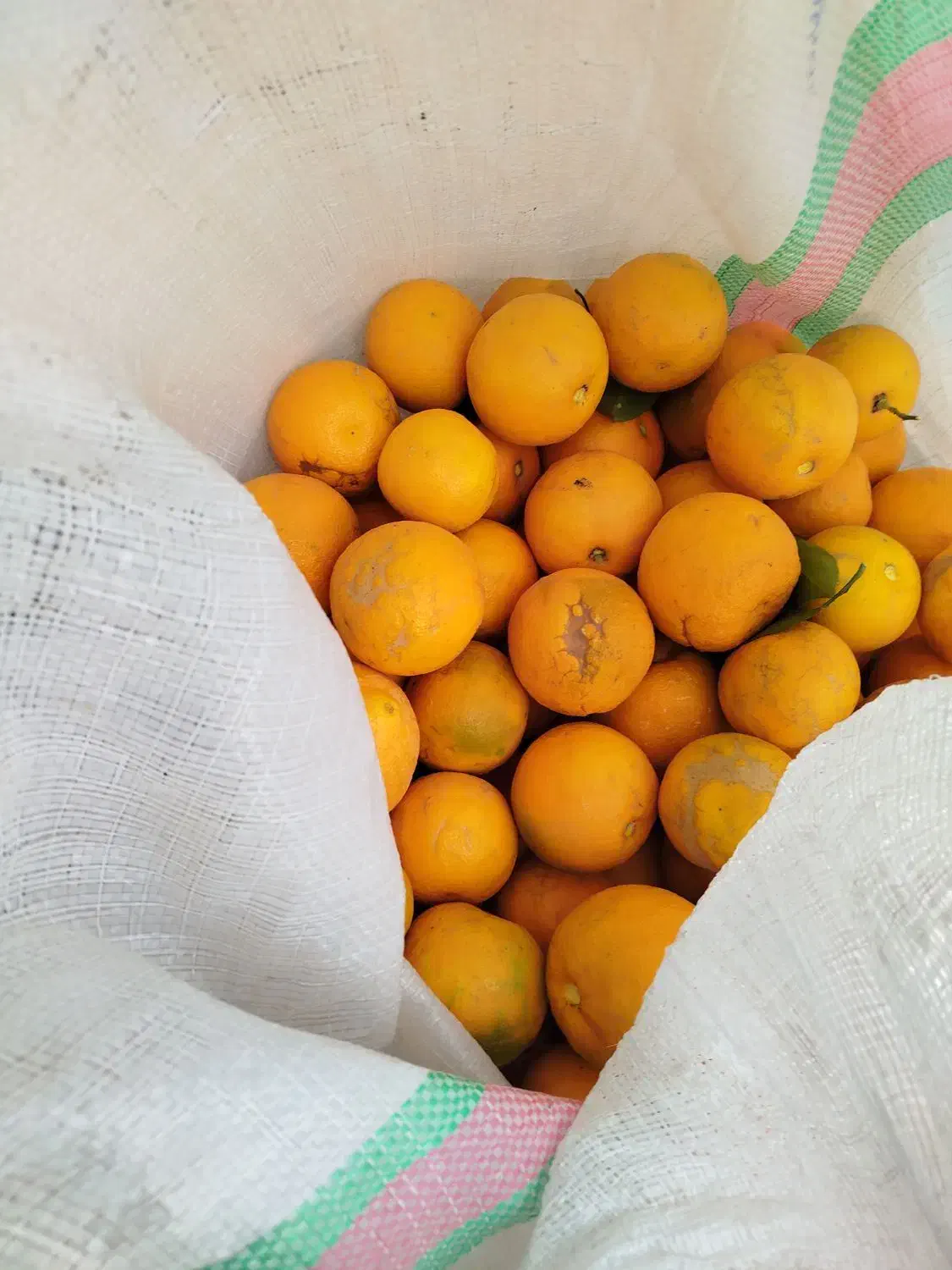 نارنج|عمده‌فروشی|زرگرشهر, |دیوار