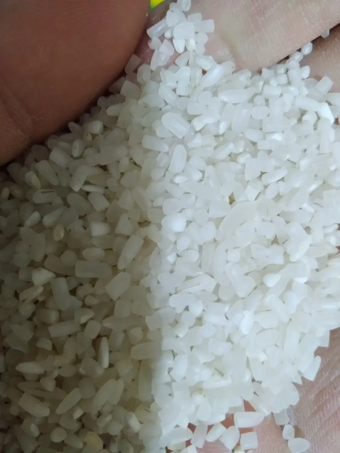 برنج|خوردنی و آشامیدنی|رشت, فلسطین|دیوار