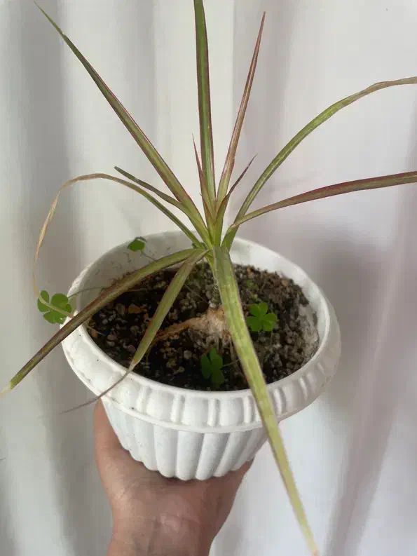 گل طبیعی خانگی|گل و گیاه طبیعی|ارومیه, |دیوار