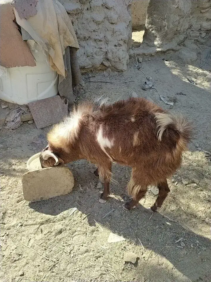 بزغاله نر|حیوانات مزرعه|هامون, |دیوار