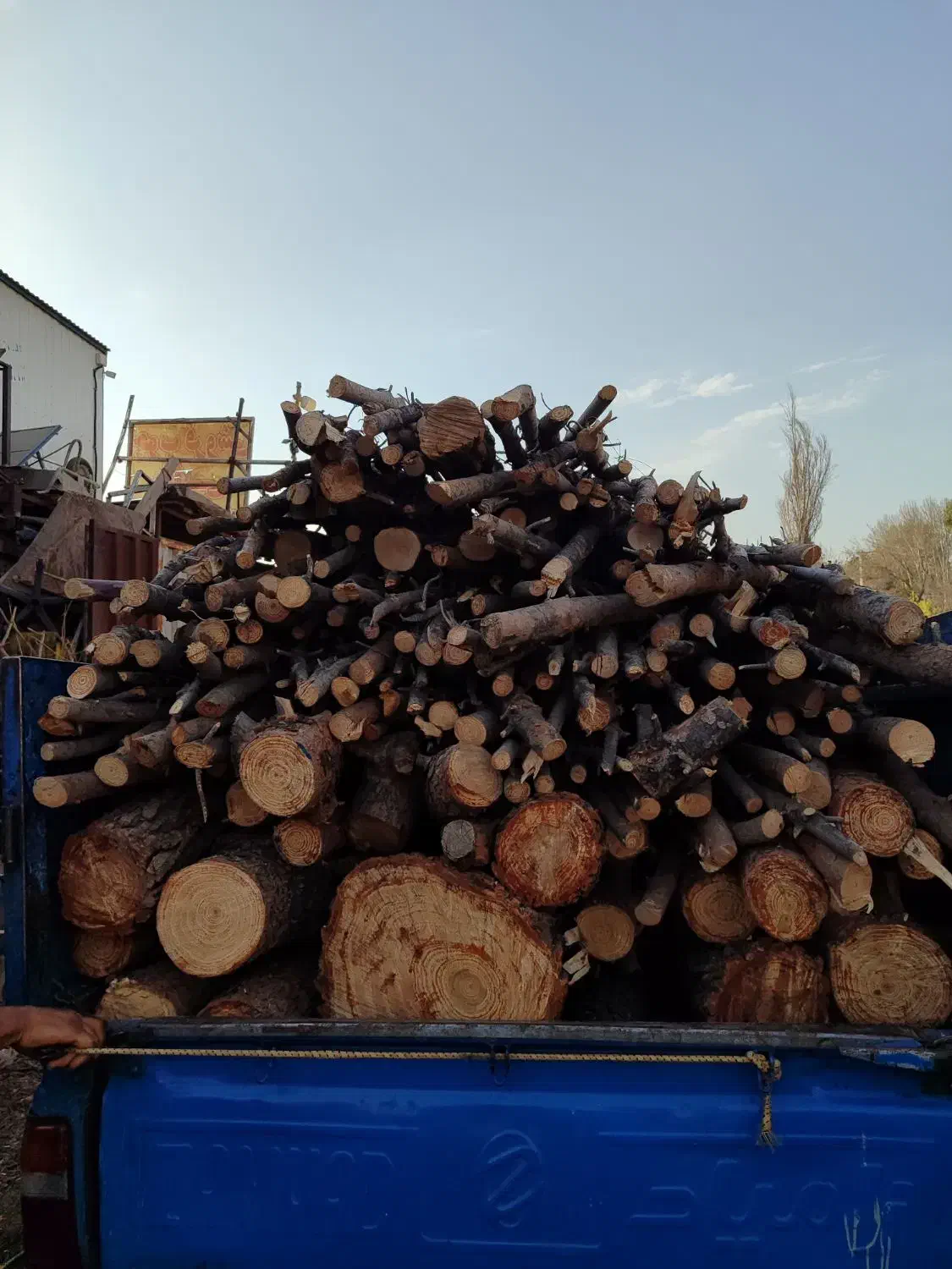 خریدو فروش چوب هیزمی و صنعتی|خدمات باغبانی و درختکاری|کرج, اتمسفر|دیوار