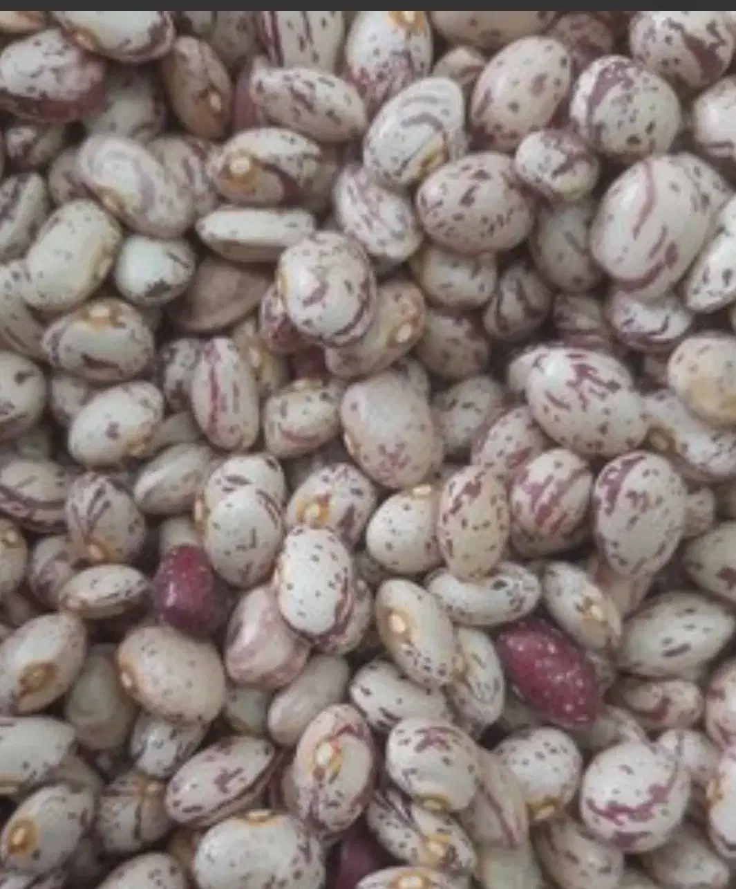 لوبیا چیتی|خوردنی و آشامیدنی|شیراز, محراب|دیوار