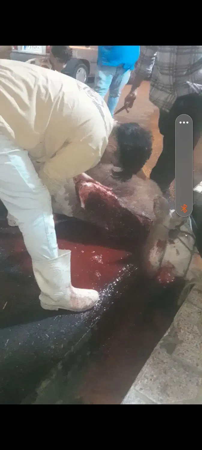 قصاب|خدمات پذیرایی، مراسم|نسیم‌شهر, |دیوار