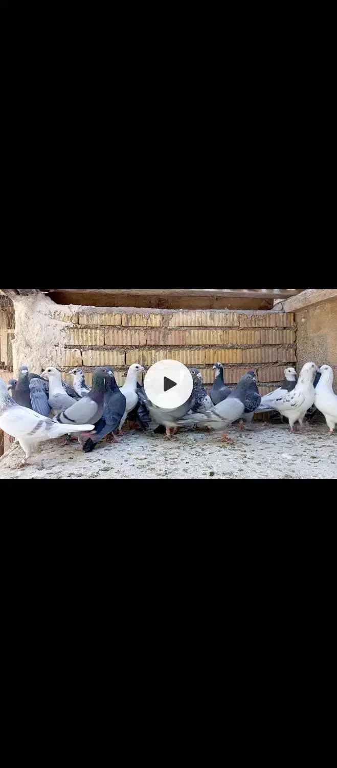 22کفتر پلاکی زرنگ بپسندی همه جوره به شرط|پرنده|شیراز, محراب|دیوار