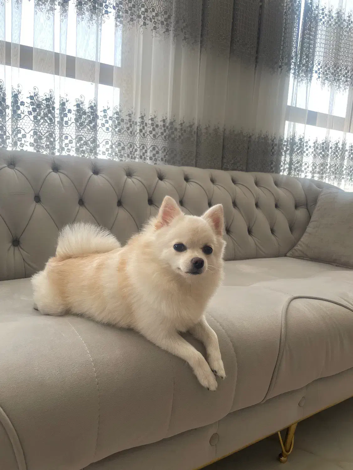 واگذارس سگ ۱/۵ساله پامر روباهی|سگ|کرمان, |دیوار