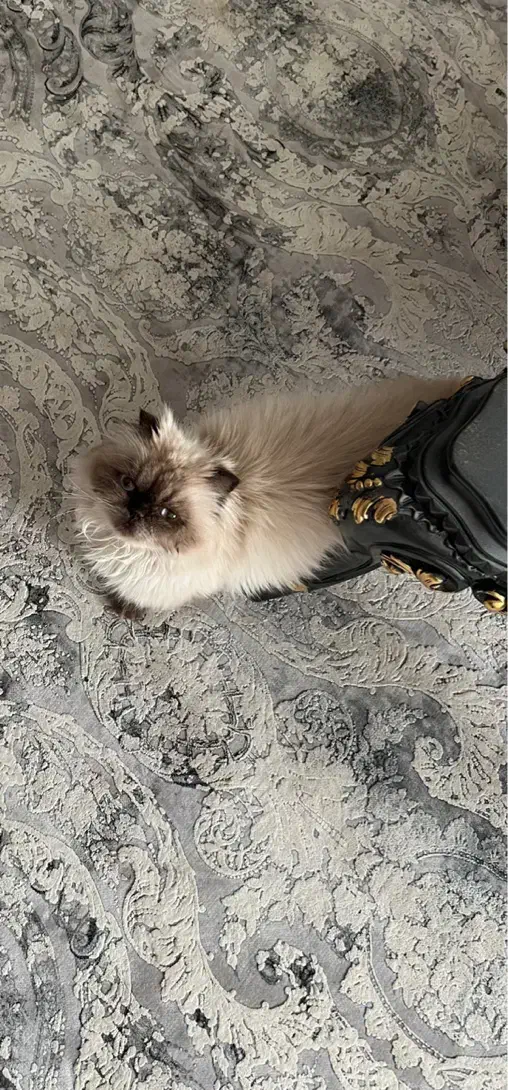 اسکاتیش و هیمالین|گربه|کرج, شهرک بنفشه|دیوار