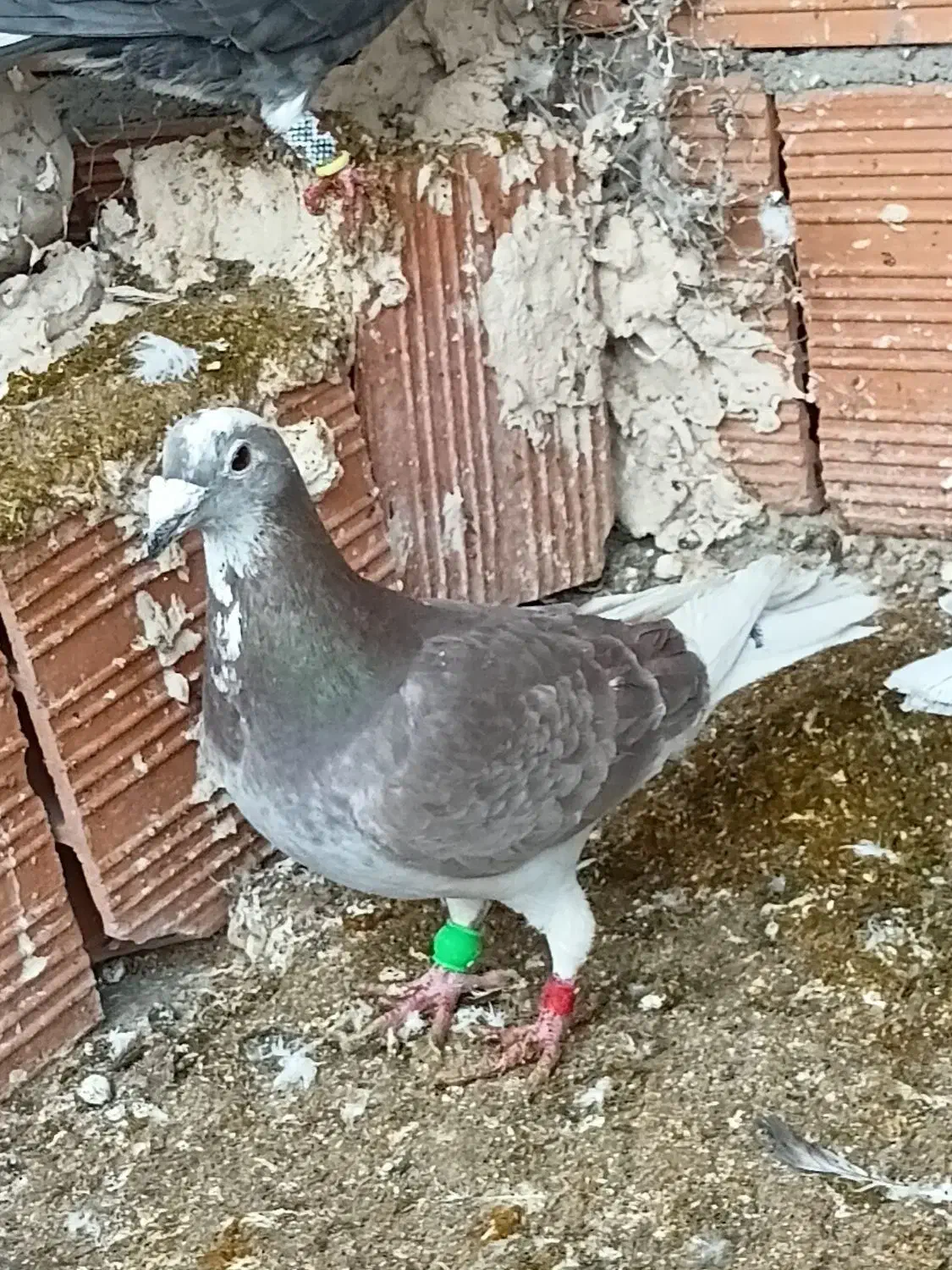 پلنگی سرخ|پرنده|گرمخان, |دیوار