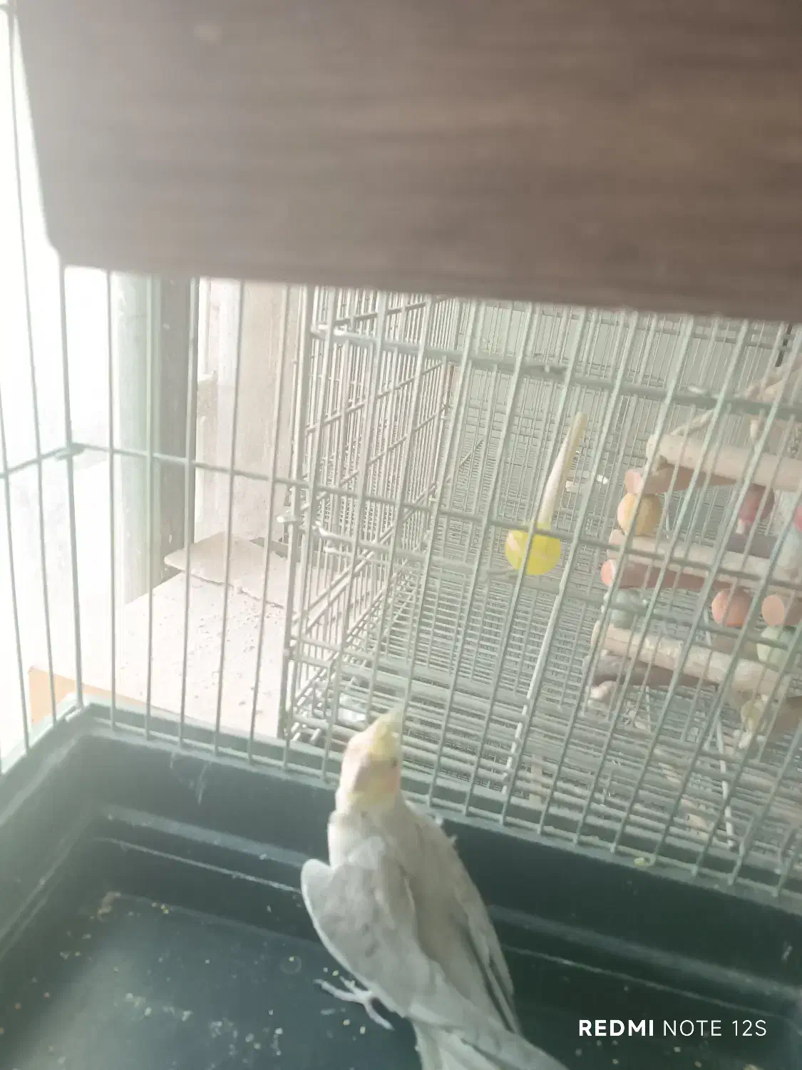 پرنده|پرنده|لواسان, |دیوار