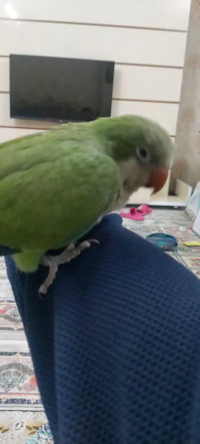 جوجه راهب|پرنده|ملارد, |دیوار