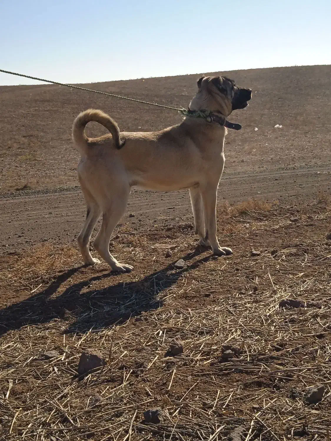 سگ سرابی|سگ|ارشق, |دیوار