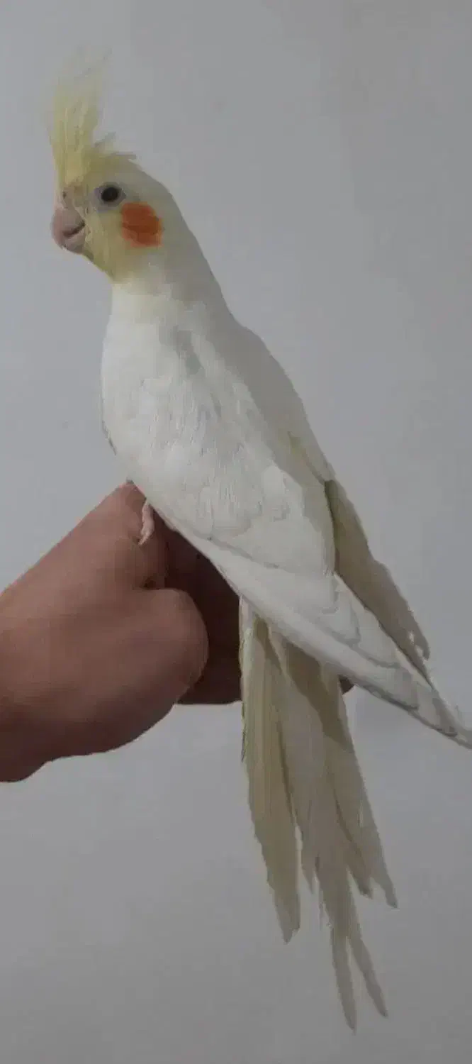 طوطی عروس|حیوانات|شوش, |دیوار