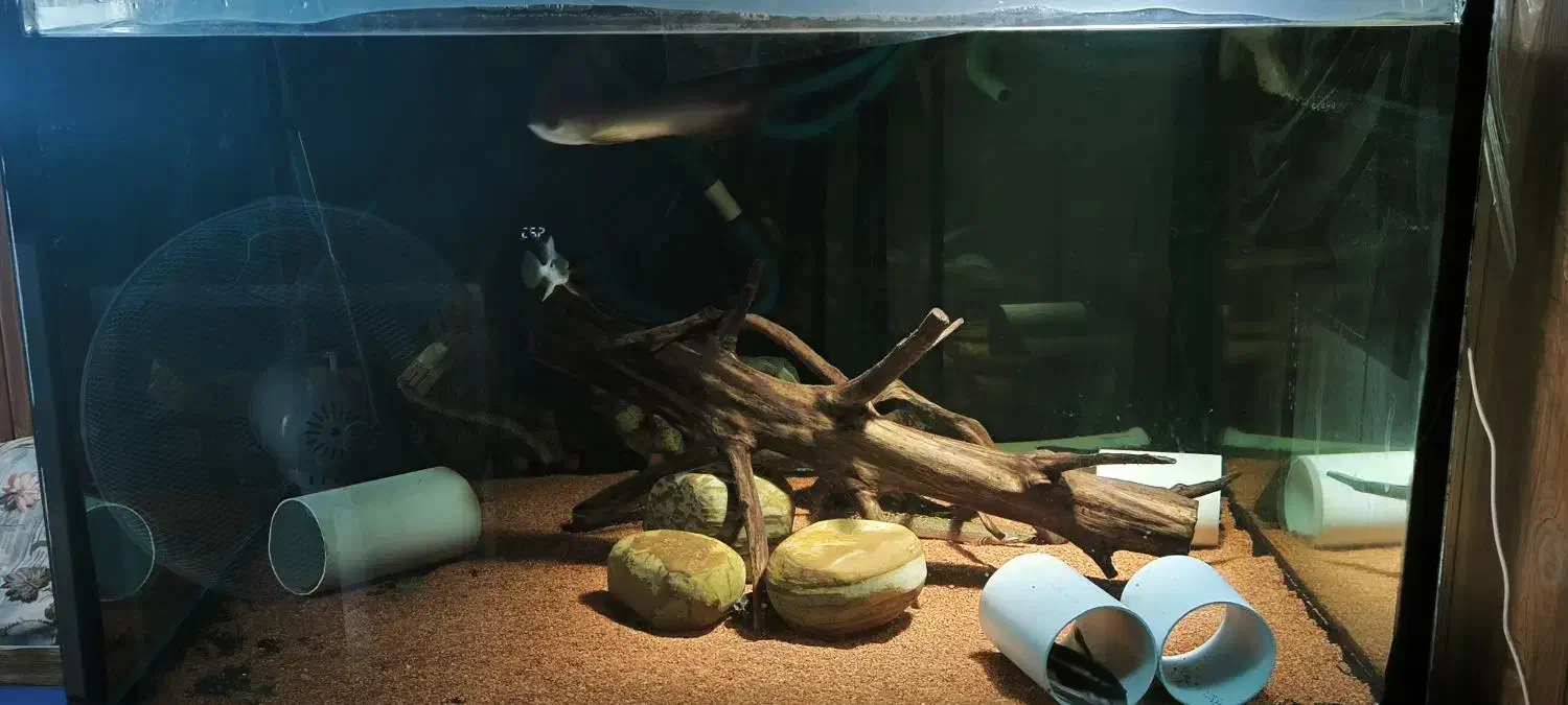 آکواریوم ۱۰۰ در ۱۰۰ در ۵۰ با فیلتر سطلی|ماهی|خرم‌آباد (تنکابن), |دیوار