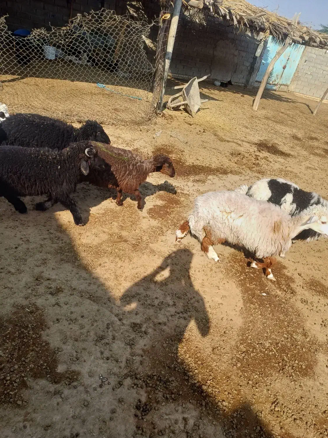 زرگان|حیوانات مزرعه|باوی, |دیوار