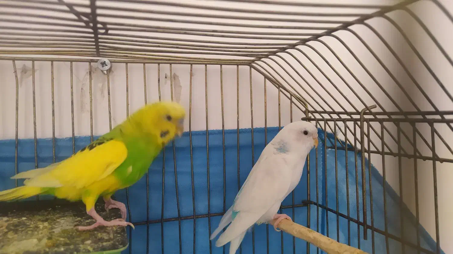 یک جفت مرغ عشق بالغ|پرنده|محمدیه-قزوین, |دیوار