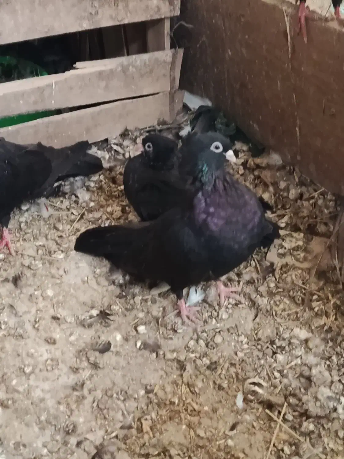 کبوتر صرب|پرنده|اصفهان, باغ زرشک|دیوار