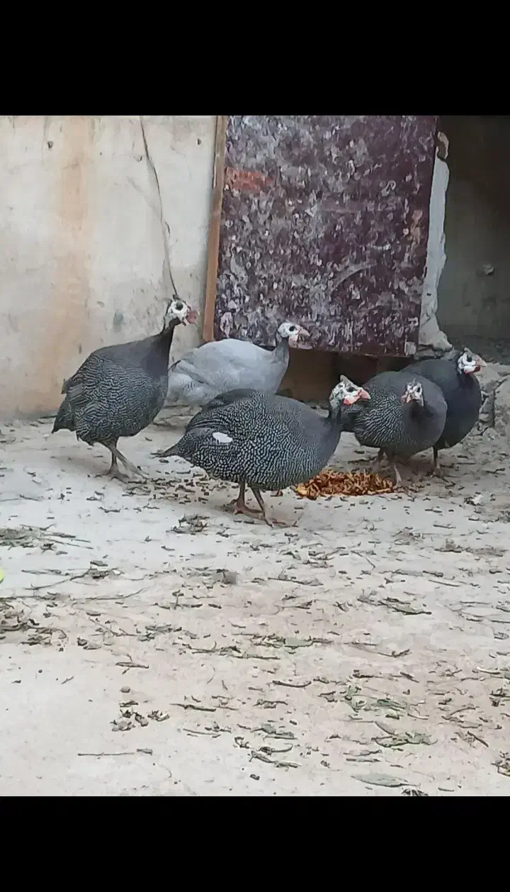 مرغ شاخدار|حیوانات مزرعه|مشگین شهر, |دیوار