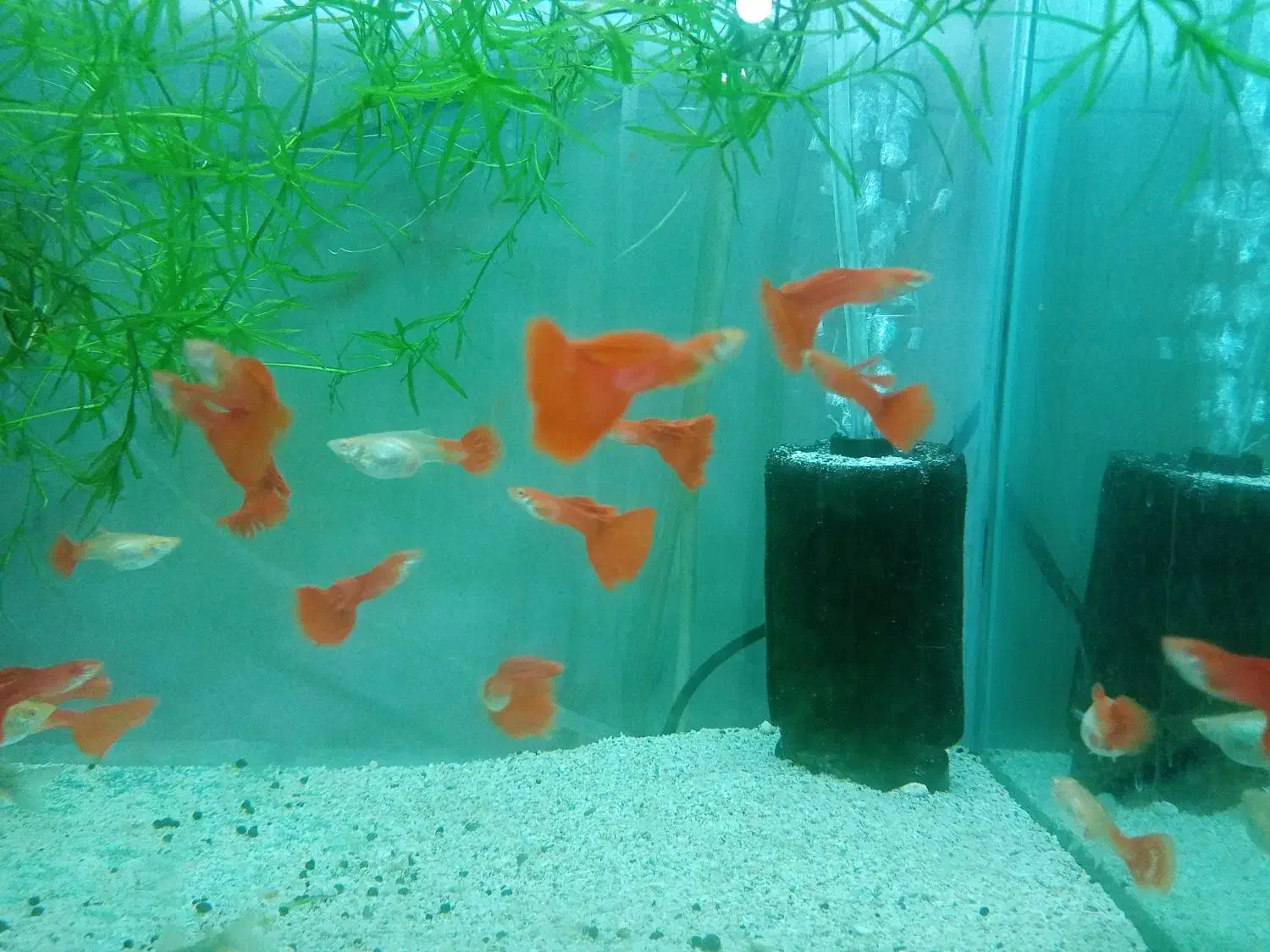 ماهی گوپی انجل اسکار|ماهی|تویسرکان, |دیوار