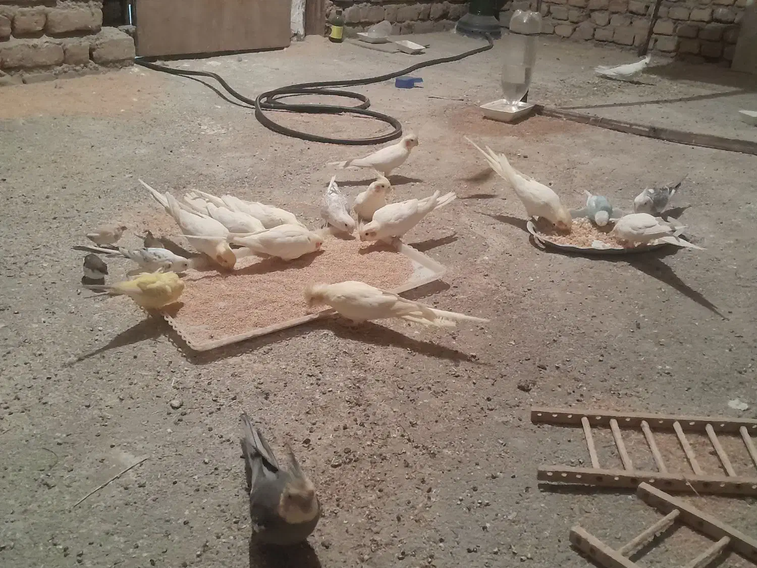 عروس هلندی|پرنده|زیرکوه, |دیوار