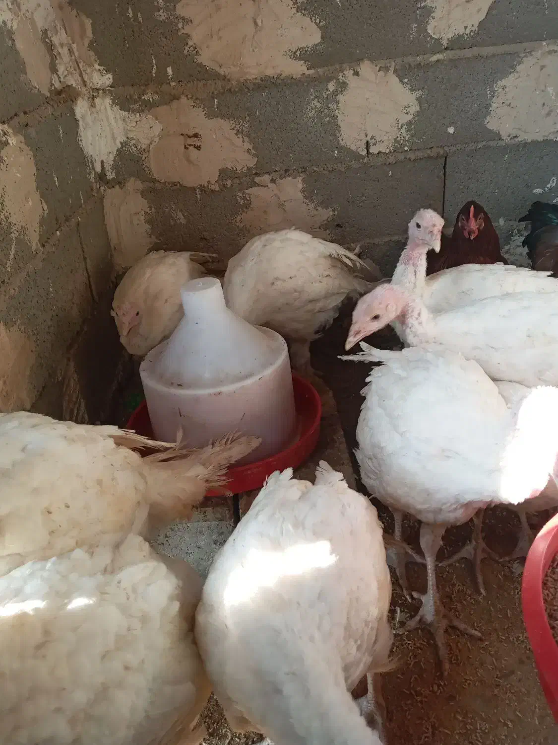 بوقلمون بیوتی|حیوانات مزرعه|سرخه, |دیوار