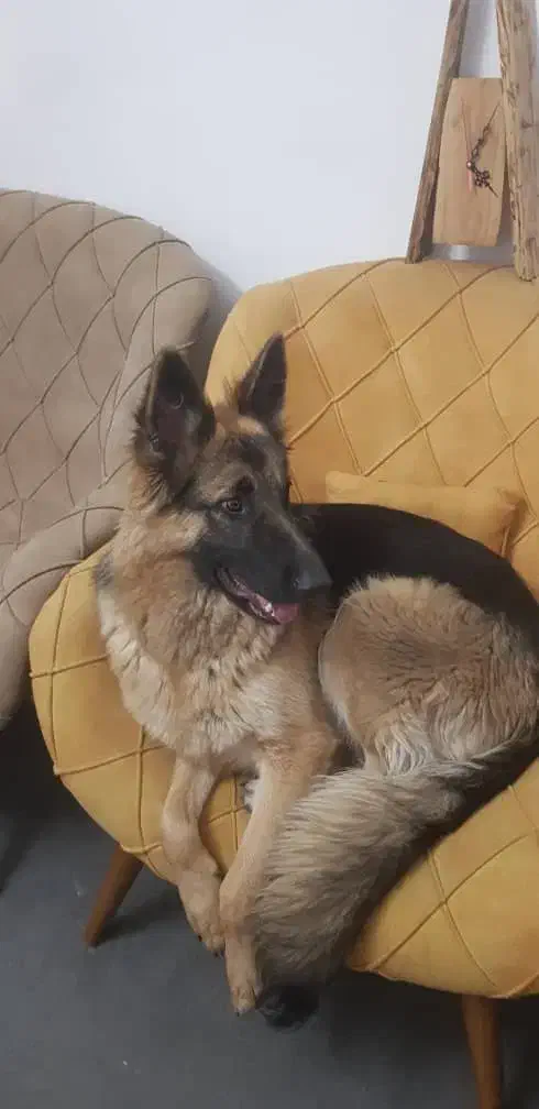 سگ ژرمن  ماده|سگ|بومهن, |دیوار