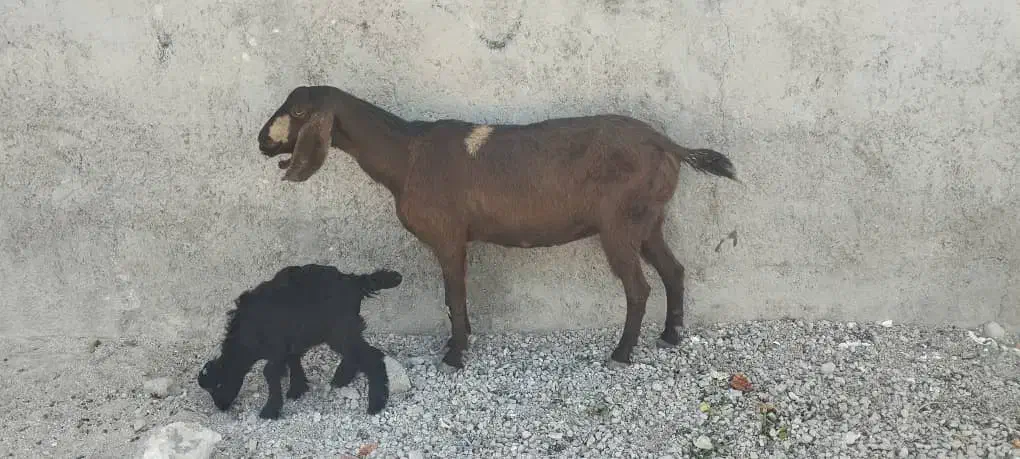 بز پاکستانی|حیوانات مزرعه|خورموج, |دیوار