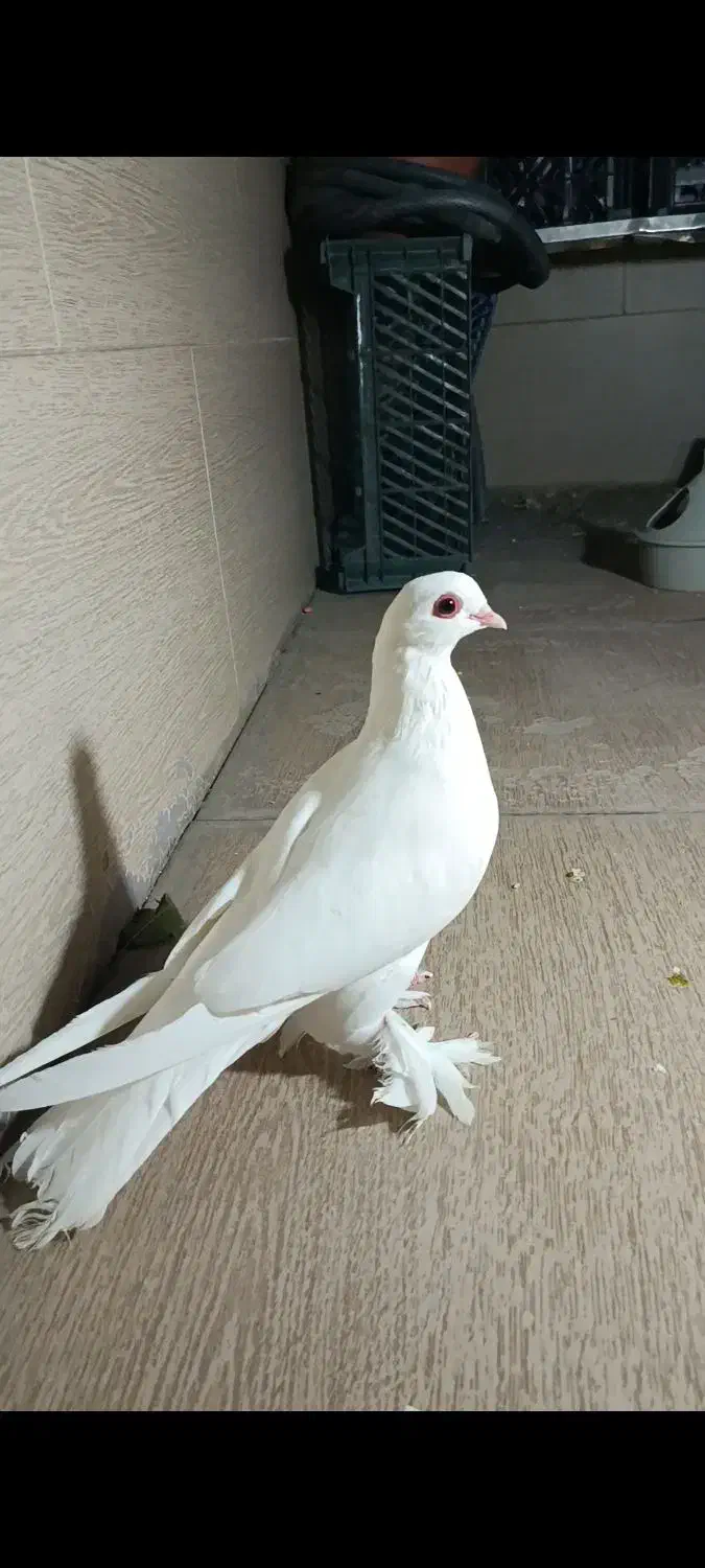 کبوتر تلف شده کفتر|پرنده|تبریز, |دیوار