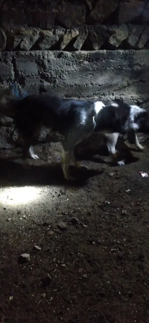 سگ قدیر جان|سگ|کوراییم, |دیوار