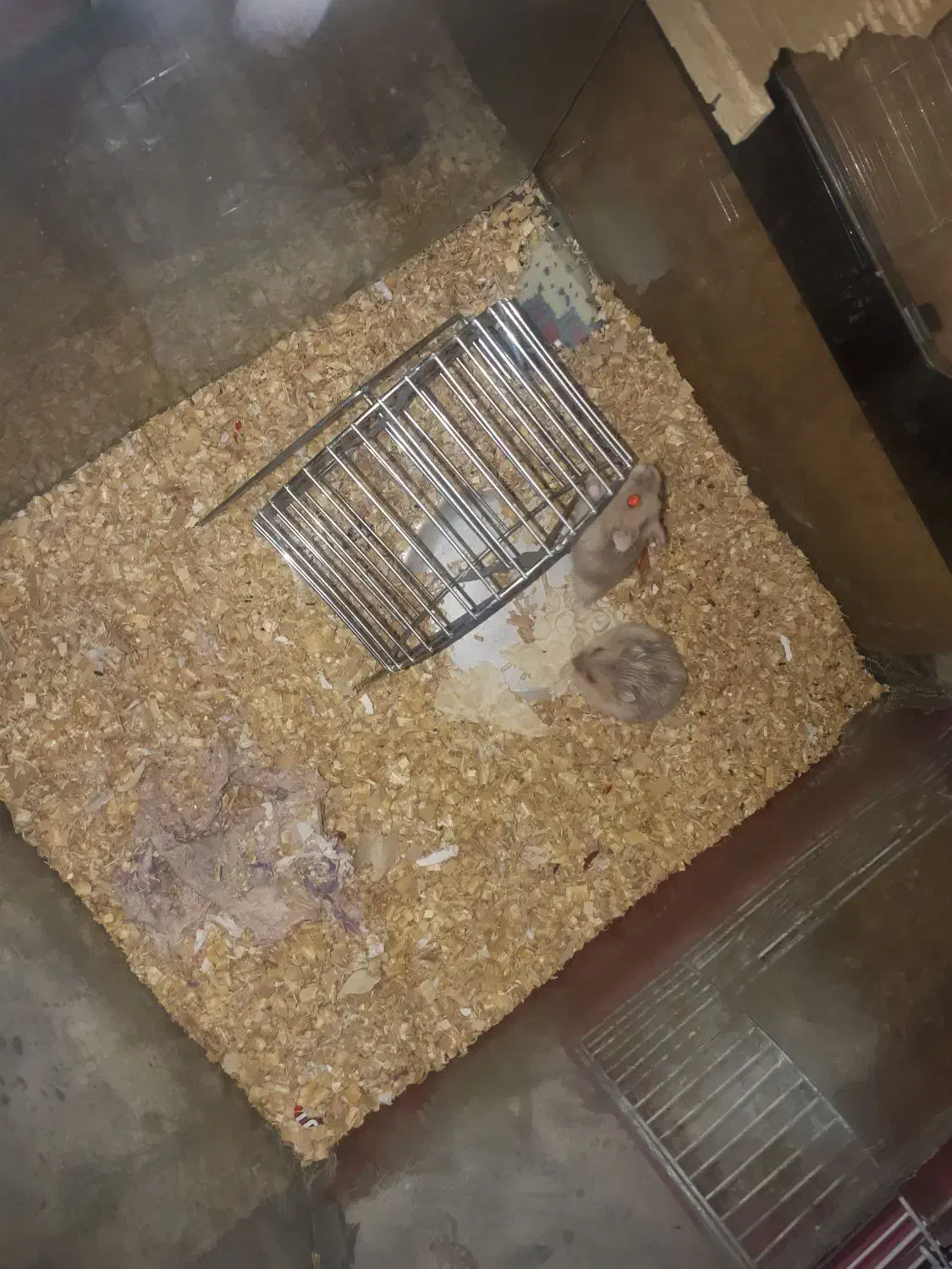 همستر کمپل گلد|موش و خرگوش|محمدشهر, علی آباد گونه|دیوار