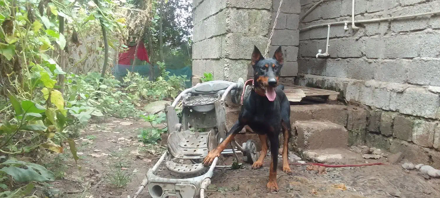 ۲ سگ نگهبان|سگ|آستانه اشرفیه, |دیوار