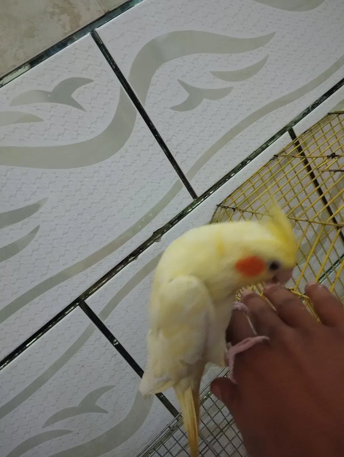 فروش جفت عروس پاریس مولد ودستی|پرنده|سوسنگرد, |دیوار