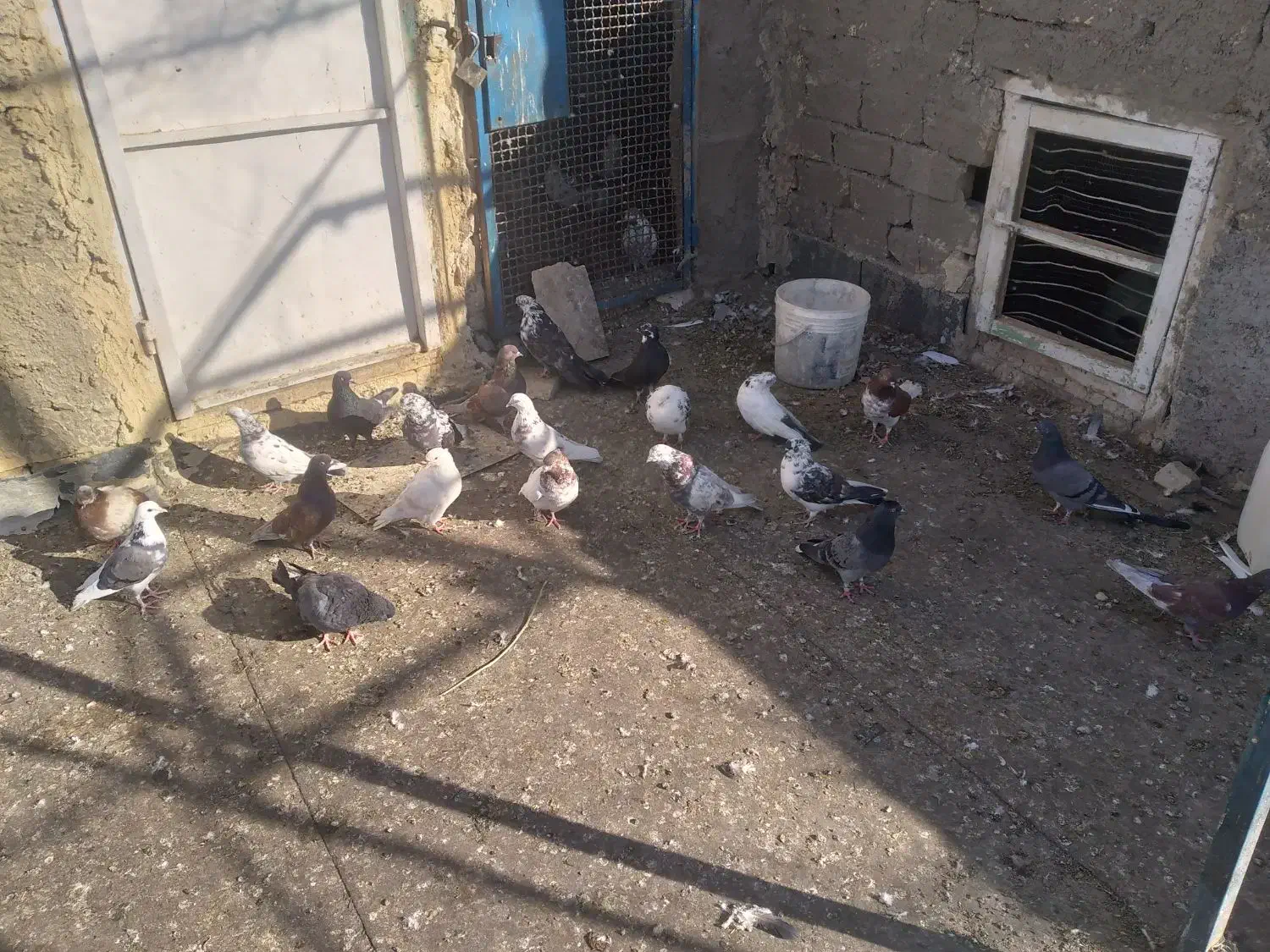 کفترفروشی|پرنده|آشتیان, |دیوار