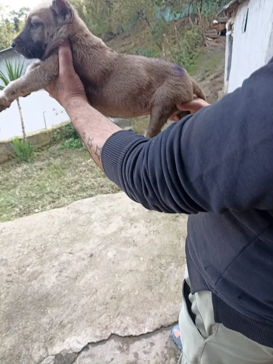 واگذاری توله سرابی ماده|سگ|تالش, هشتپر|دیوار