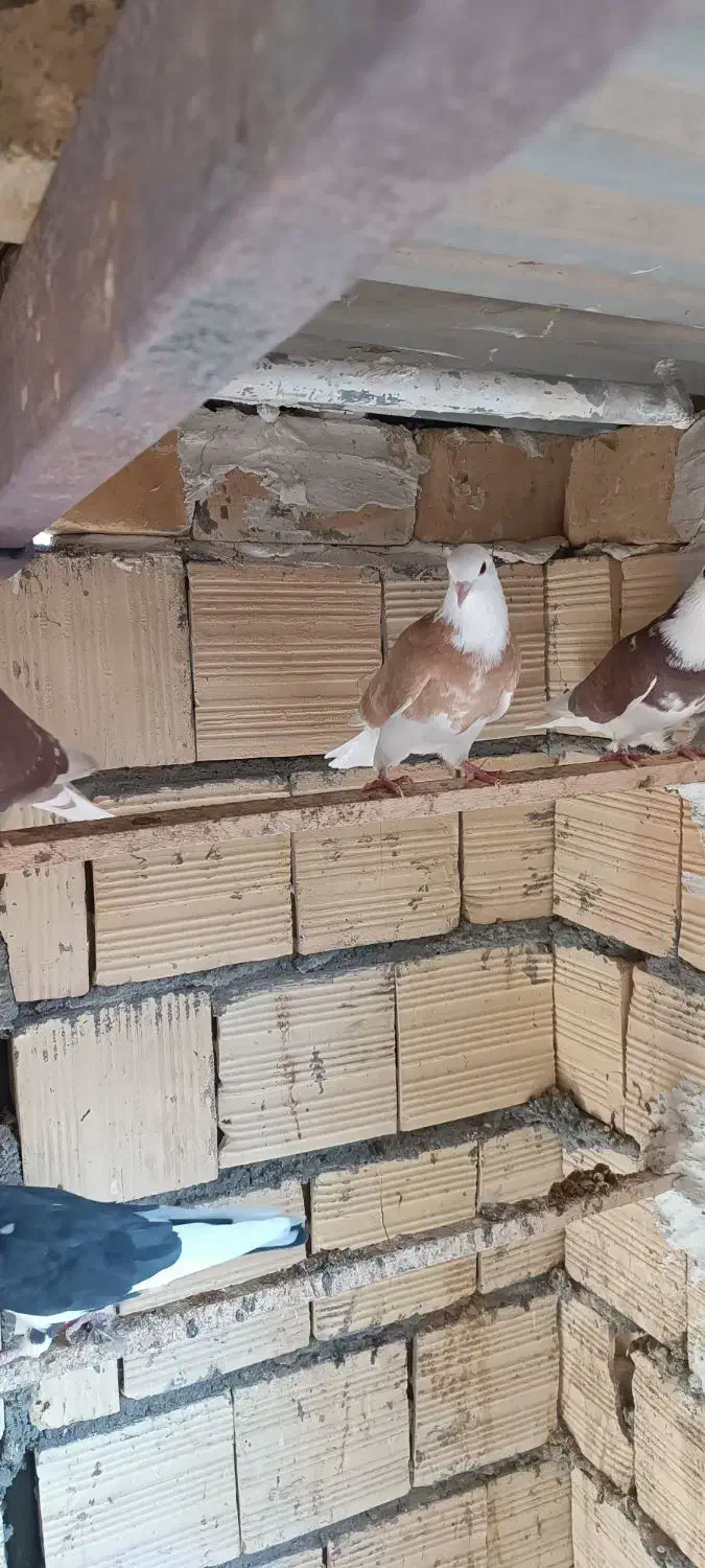 ماده شازده زرد|پرنده|آران و بیدگل, |دیوار