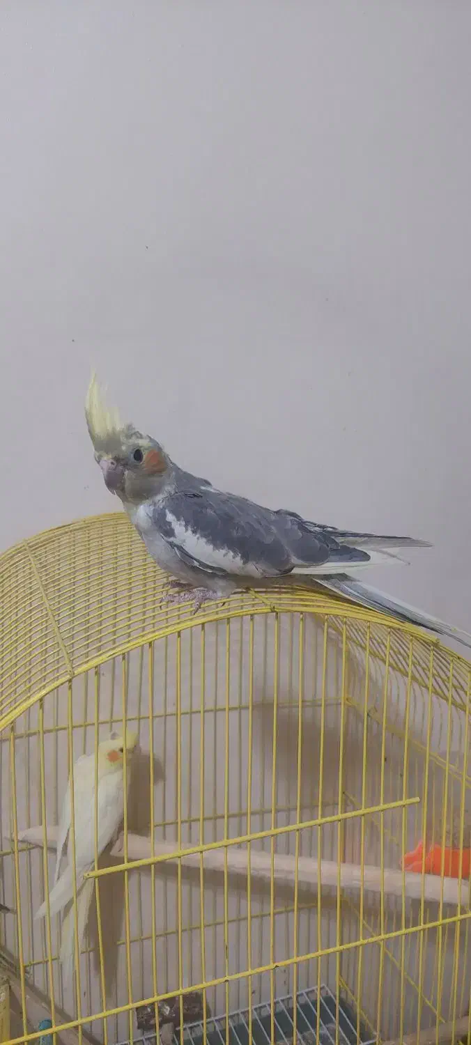 جوجه عروس هلندی دونخور دوماهه|پرنده|اصفهان, شاهد|دیوار