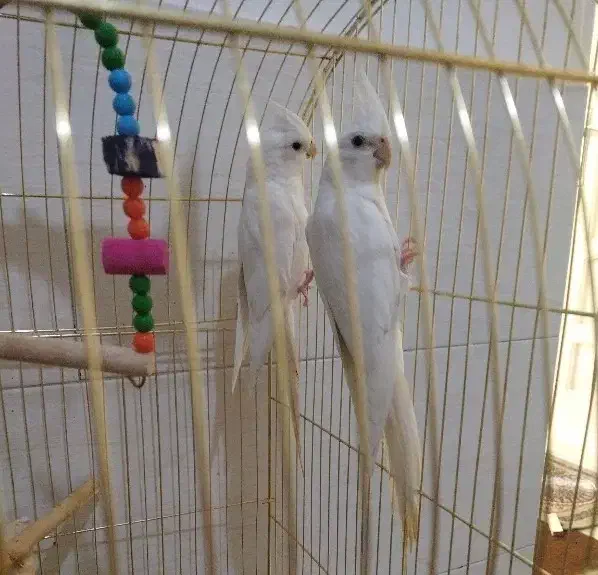 جفت آلبینو|پرنده|بوئین زهرا, |دیوار