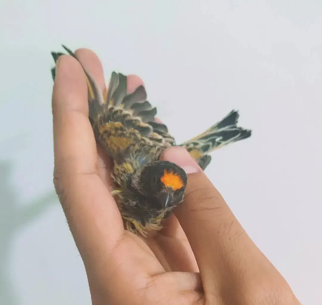 پرنده گلبسر|پرنده|کوهدشت, |دیوار