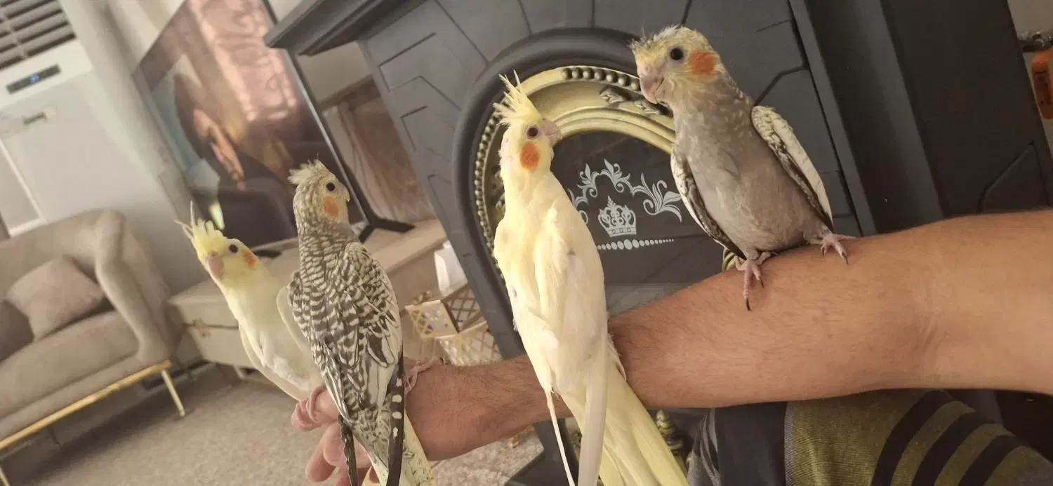 فروش جوجه عروس هلندی دستی|پرنده|لامرد, |دیوار