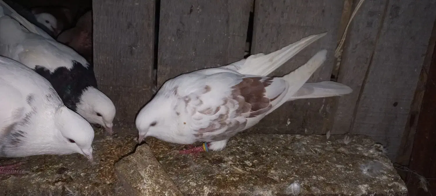 کبوتر|پرنده|گالیکش, |دیوار