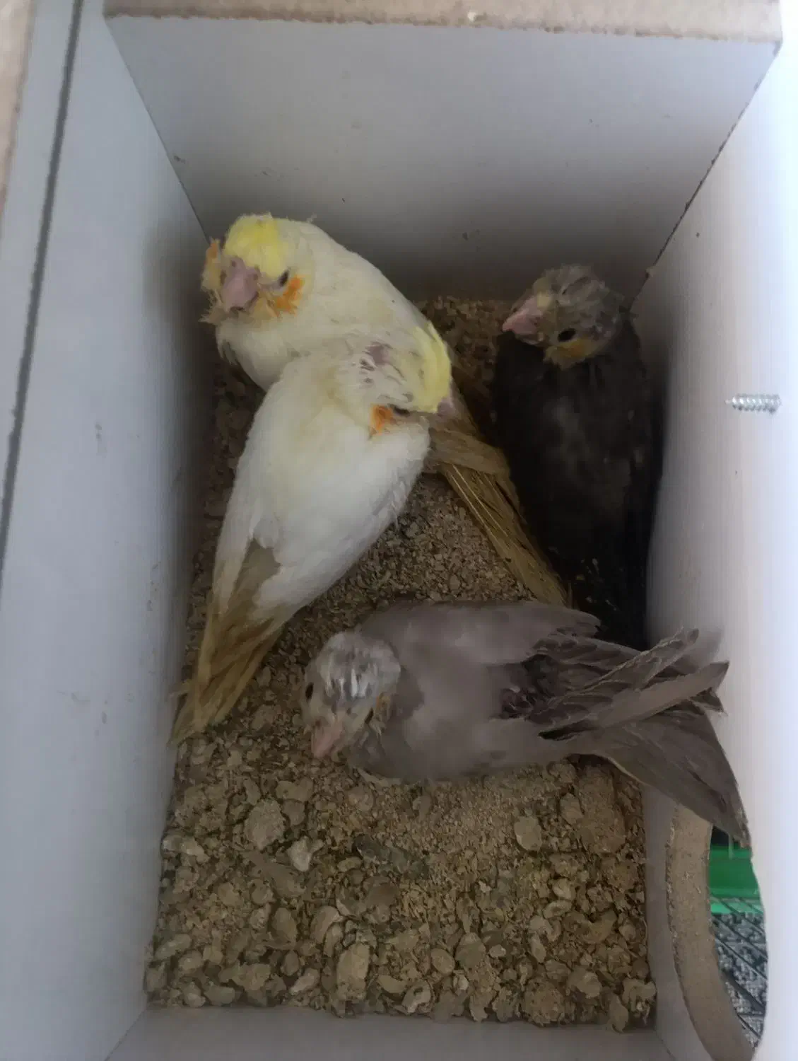 جوجه عروس|پرنده|بهبهان, |دیوار