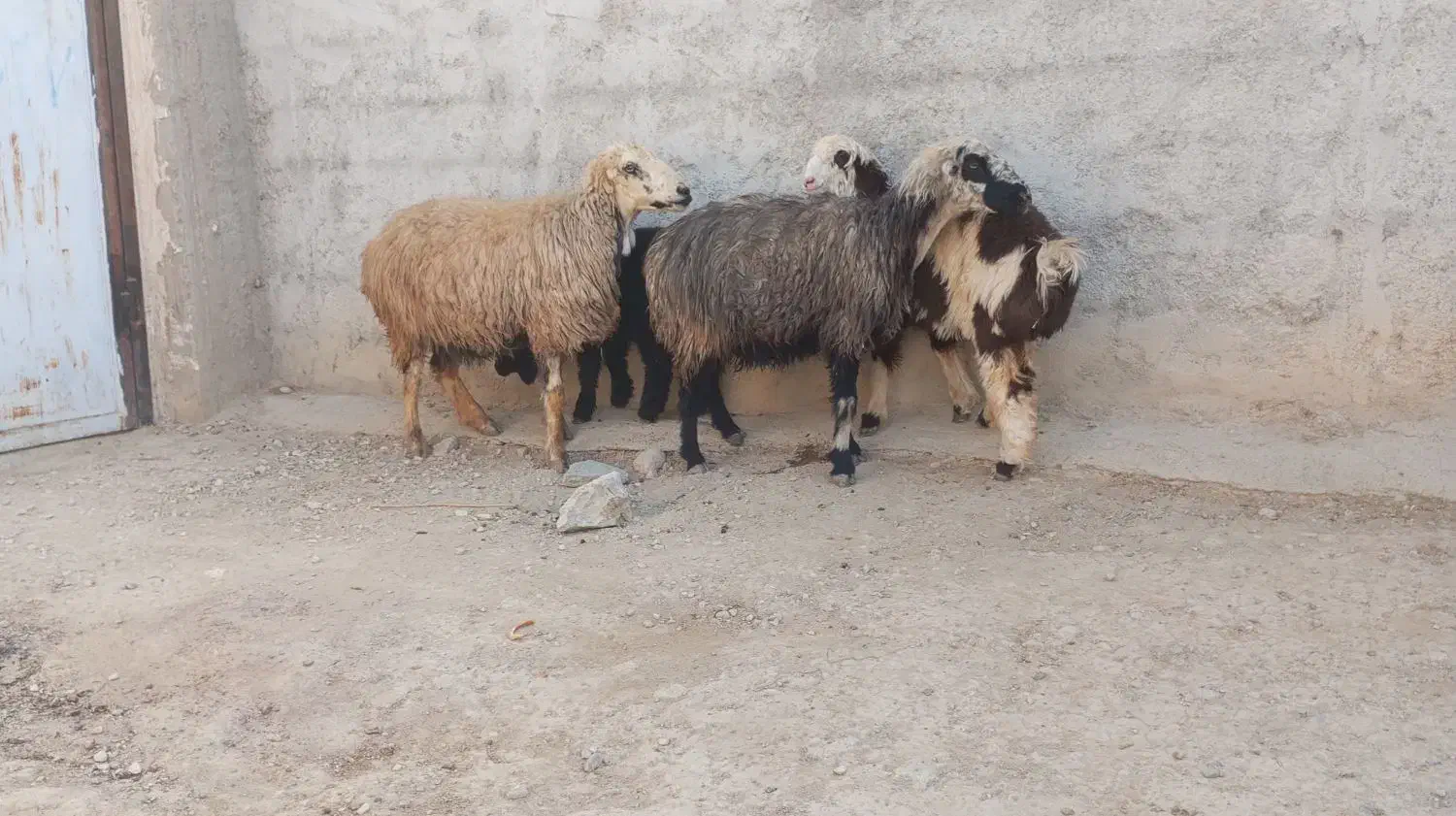 2راس میش ترکی جوان بره دار|حیوانات مزرعه|جهرم, |دیوار