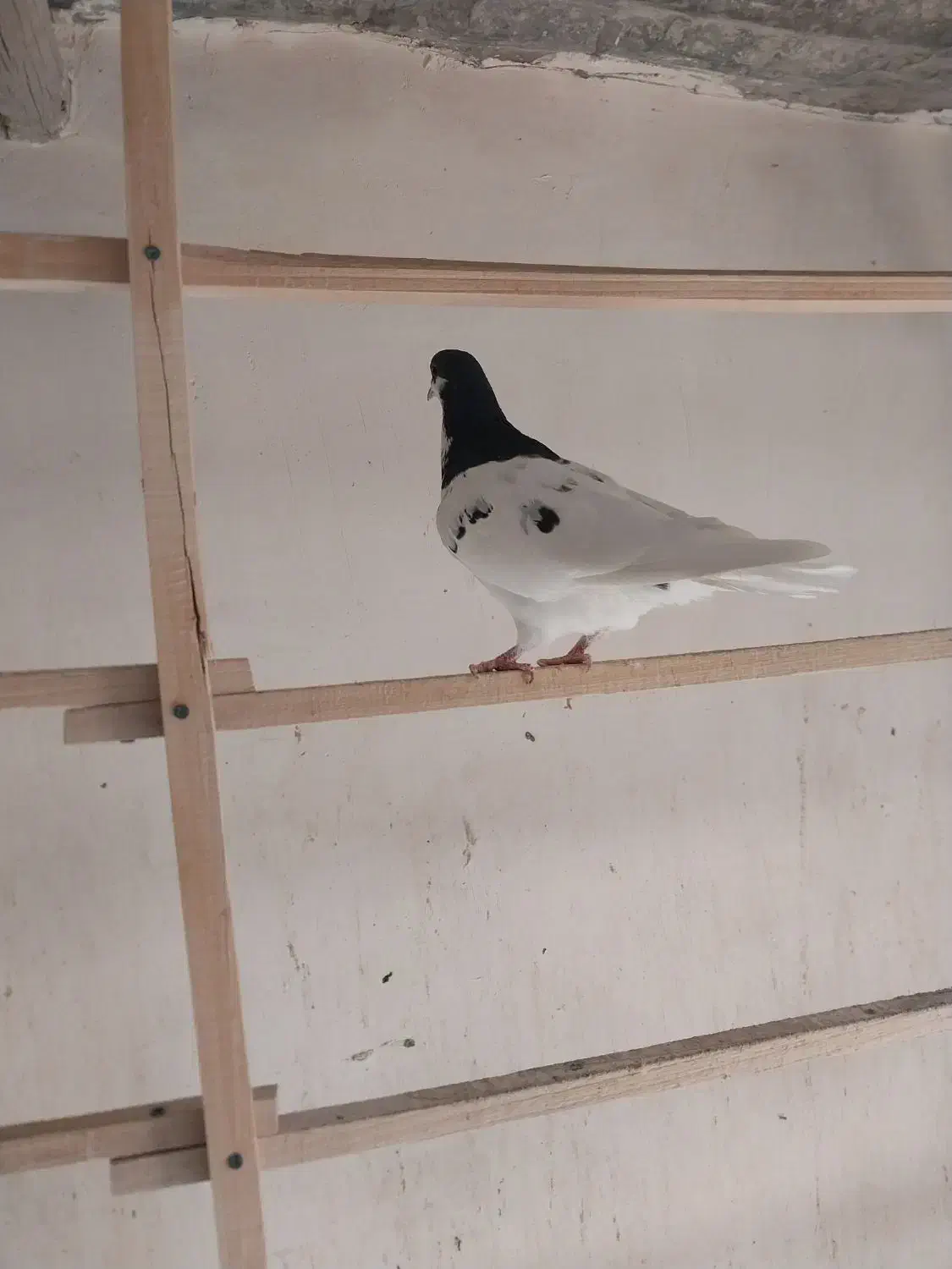 کبوتر|حیوانات|قم, تعویض پلاک|دیوار