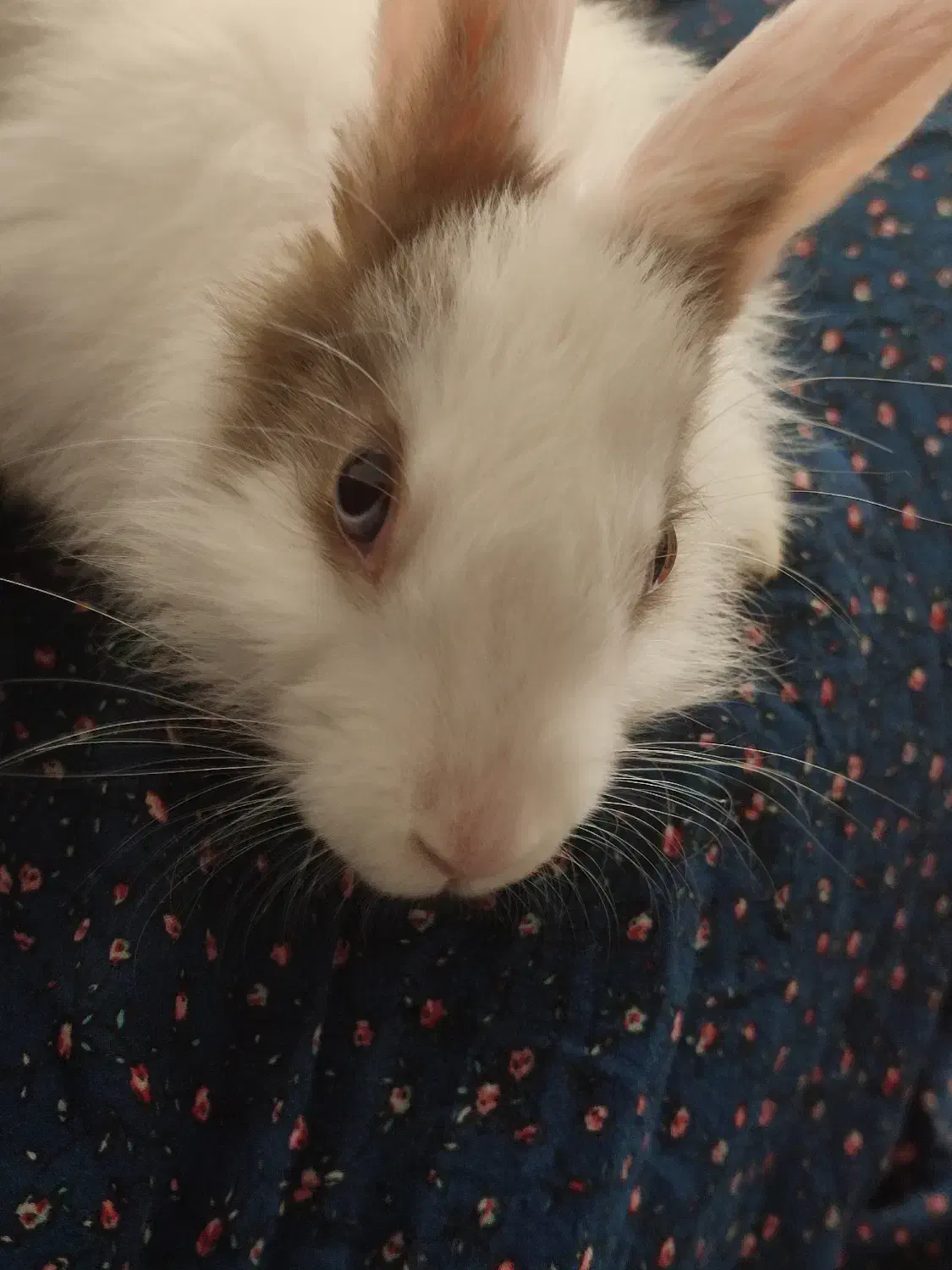 خرگوش|موش و خرگوش|مشهد, فرهنگ|دیوار